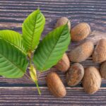 Akuamma-Seeds-vs-Kratom_-Which-One-Is-Better