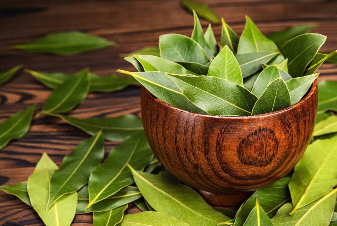 benefits of using kanna (2)
