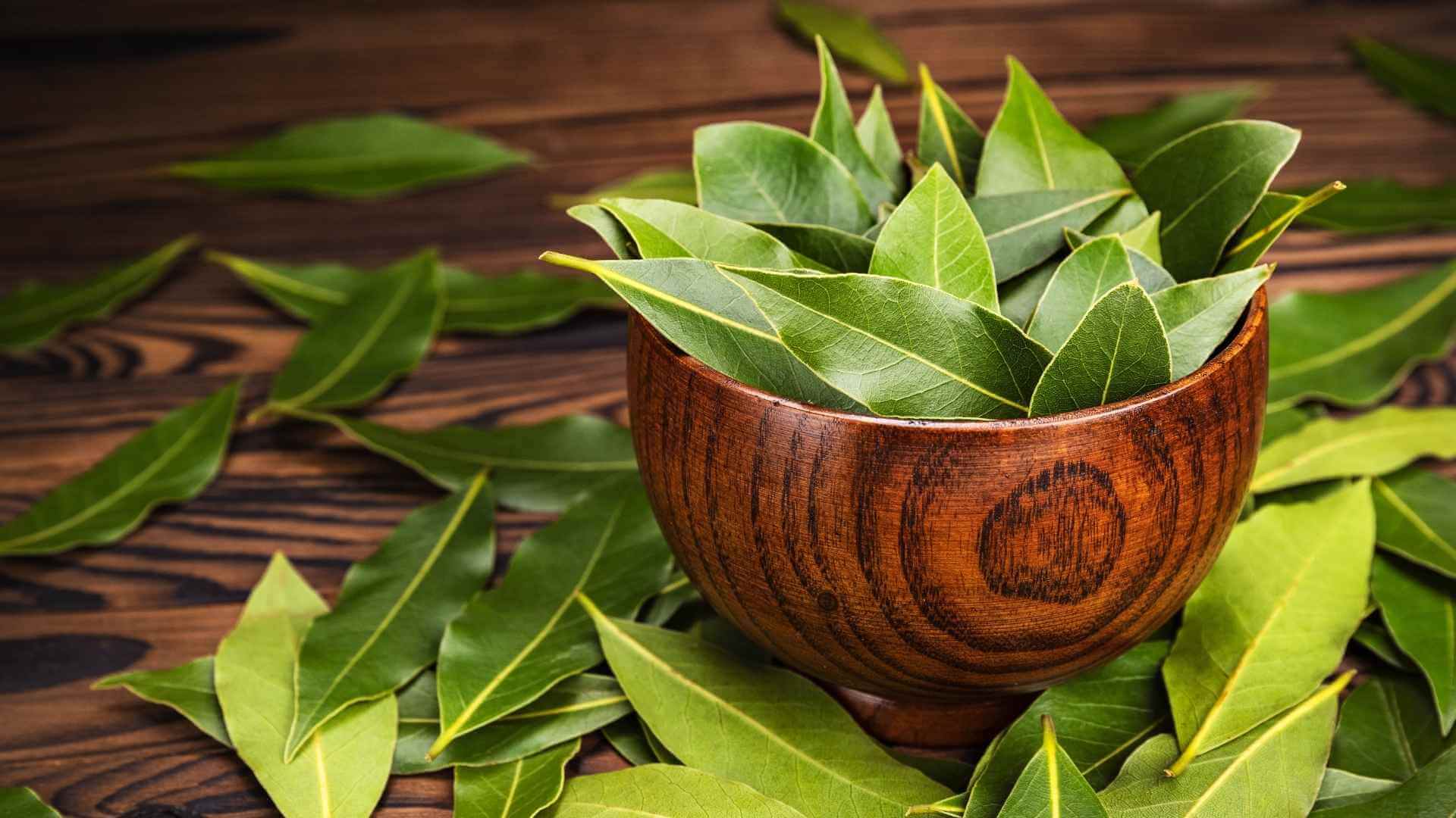 benefits of using kanna (2)