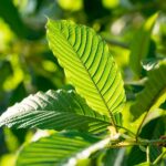All You Need To Know About Kratom Withdrawal Effects
