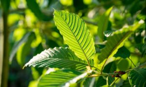 All You Need To Know About Kratom Withdrawal Effects