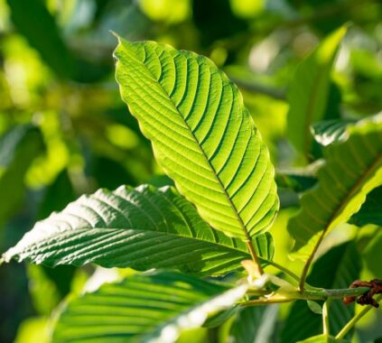 All You Need To Know About Kratom Withdrawal Effects